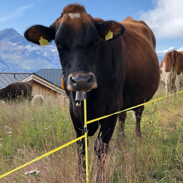 Nido Alpino Fiescheralp - Studio mit Bergblick - 21