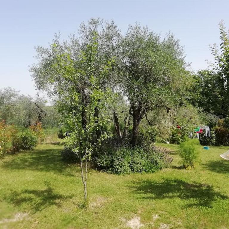 Agli Olivi di Marciano - Appartamento con 1 Camera da Letto - 15