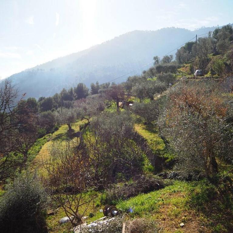Bas de villa au milieu des oliviers. - Appartement 1 Chambre - 25