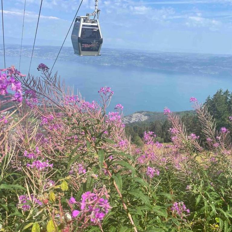 Studio Myrtilles du Léman vue sur lac et montagne - Studio avec Vue sur Lac - 11