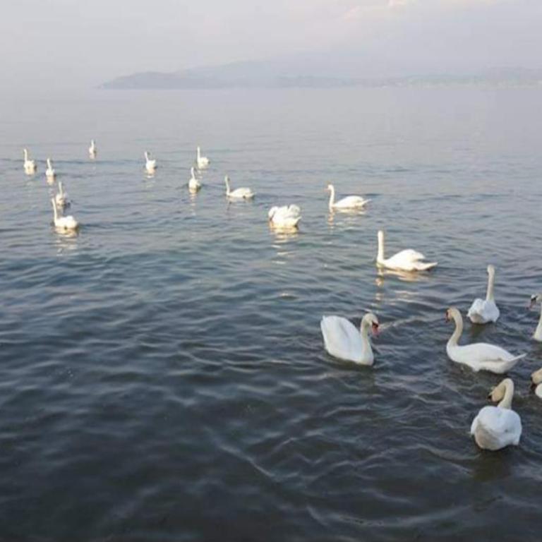 Lago Blue Apartment - Appartamento con 2 Camere da Letto - 73