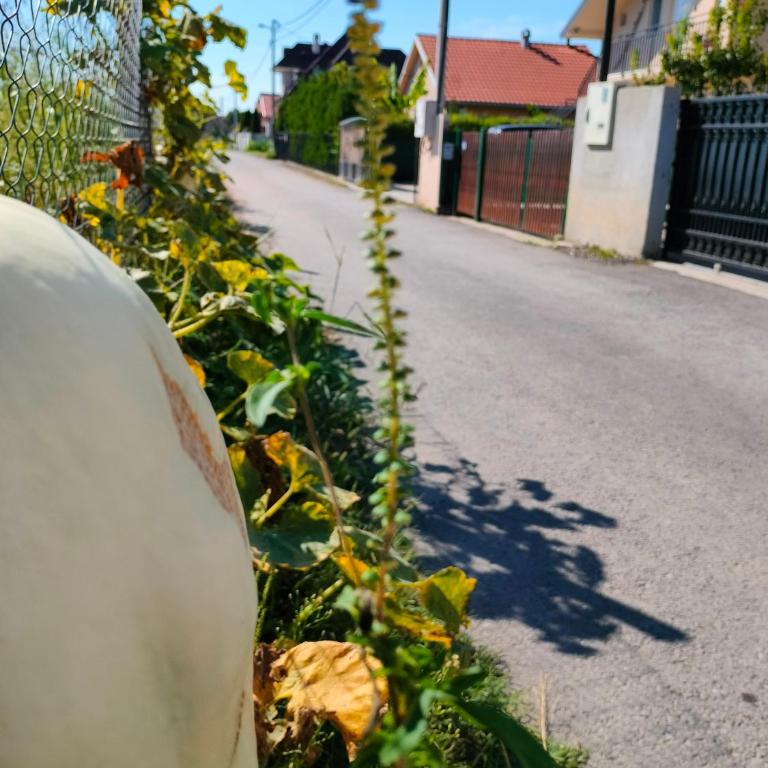 A1 - Airport Belgrade Apartment - Apartman sa 2 Spavaće Sobe - 42