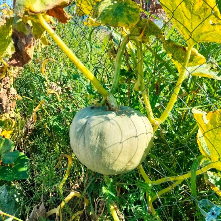 A1 - Airport Belgrade Apartment - Apartman sa 2 Spavaće Sobe - 44