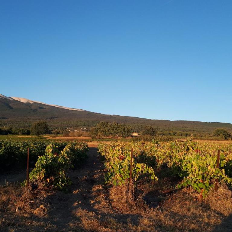 La Carriera, petite maison Provençale sud Ventoux, climatisée - Maison 2 Chambres - 25