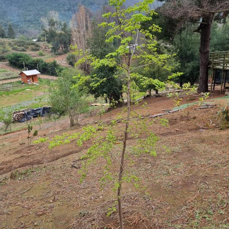 Cabañas Alto Quillay, radal siete tasas - Chalet de 2 dormitorios - 15