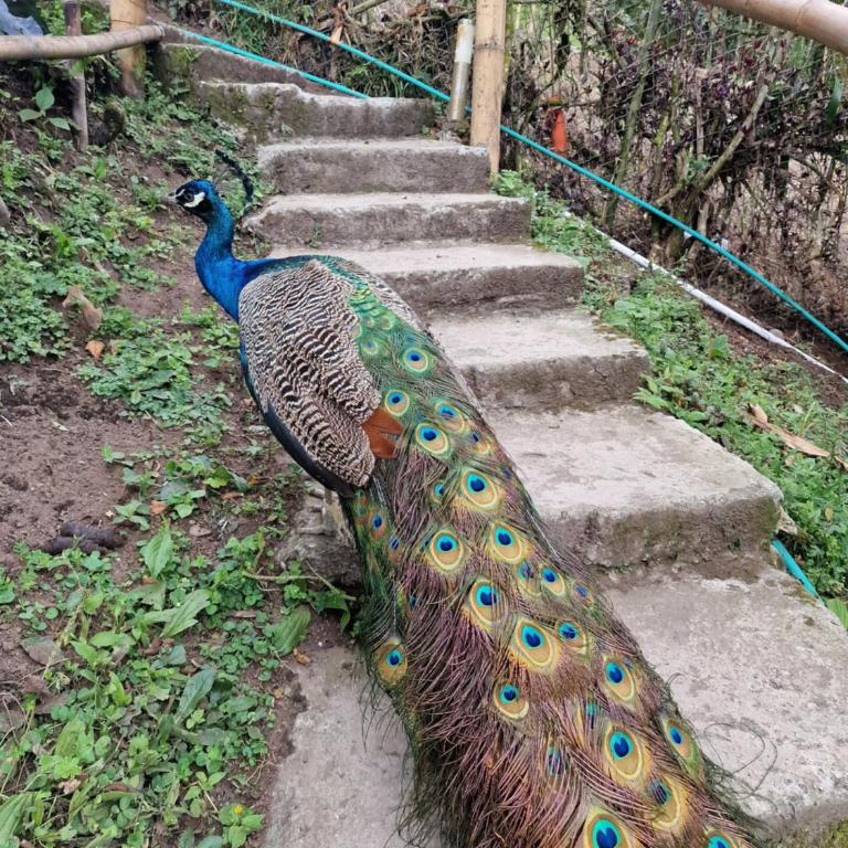 Limon - Habitación Doble con terraza - 17