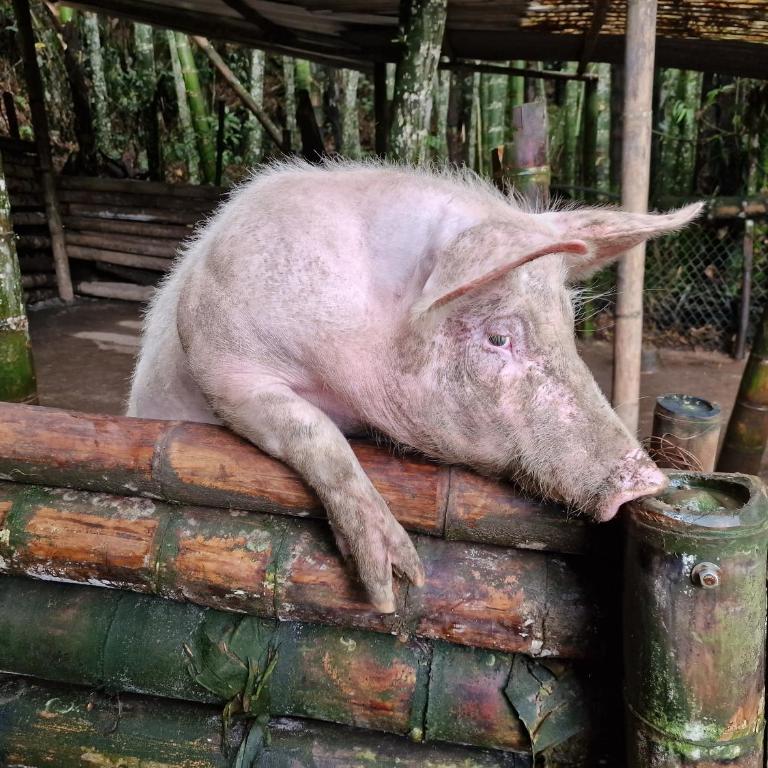 Limon - Habitación Doble con terraza - 20