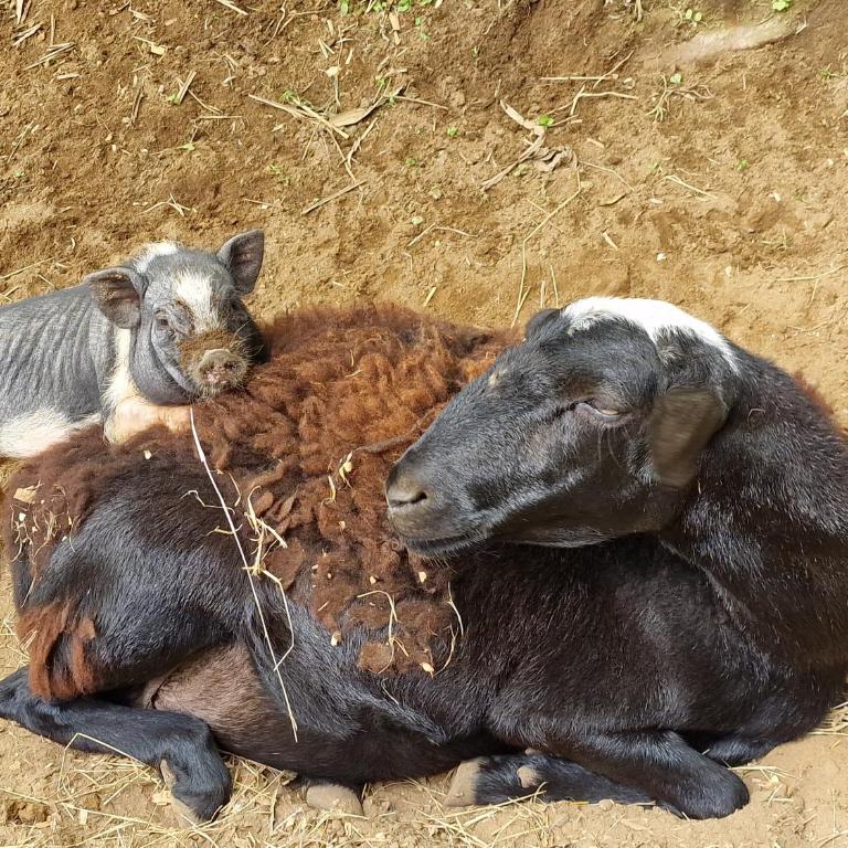 Limon - Habitación Doble con terraza - 27