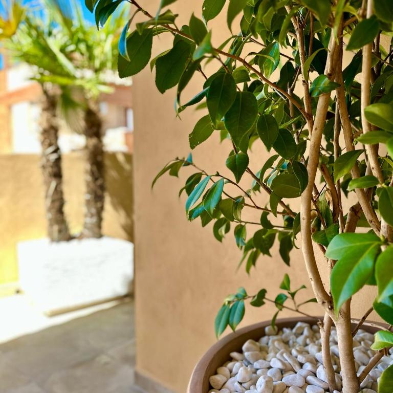 Singular Cotton - Apartment - Ground Floor - 34
