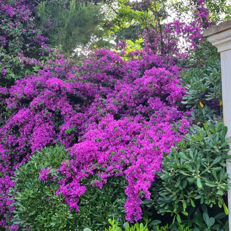 Il Giardino Incantato - Vacation Home - 4