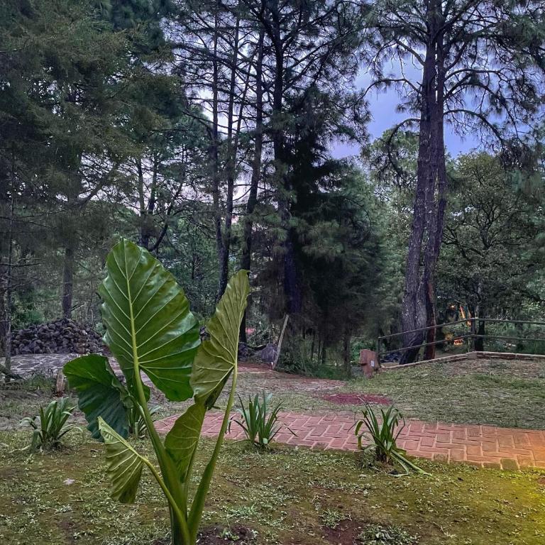 Cabaña en bosque de Mazamitla,Jalisco - Casa de 3 dormitorios - 31