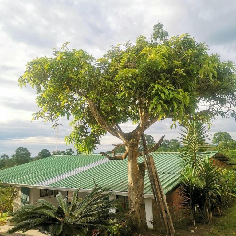 Betania Alojamiento Rural Quindío Eje Cafetero espectacular! - Chalet de 1 dormitorio - 15