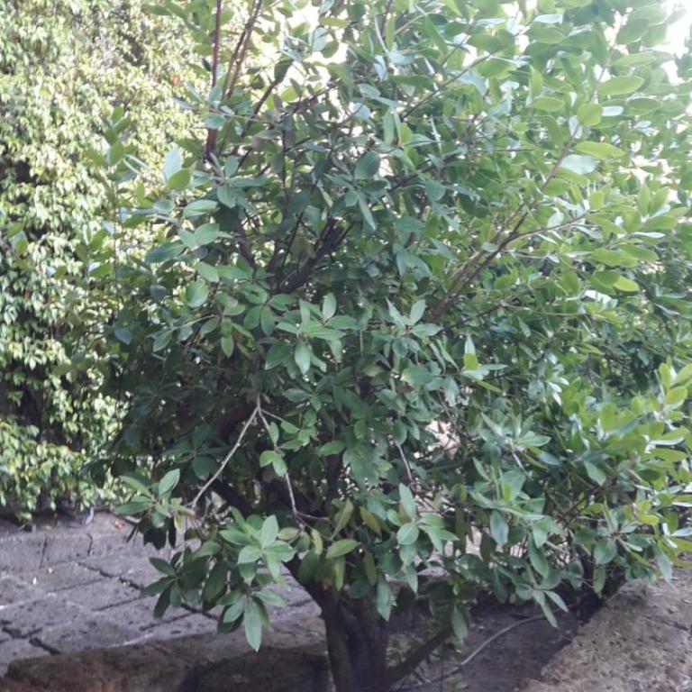 La Cerasa - vista Lago di Bracciano e giardino privato - Casa Vacanze - 66