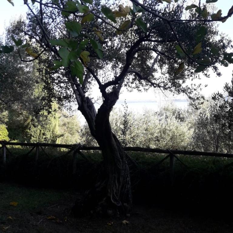 La Cerasa - vista Lago di Bracciano e giardino privato - Casa Vacanze - 57