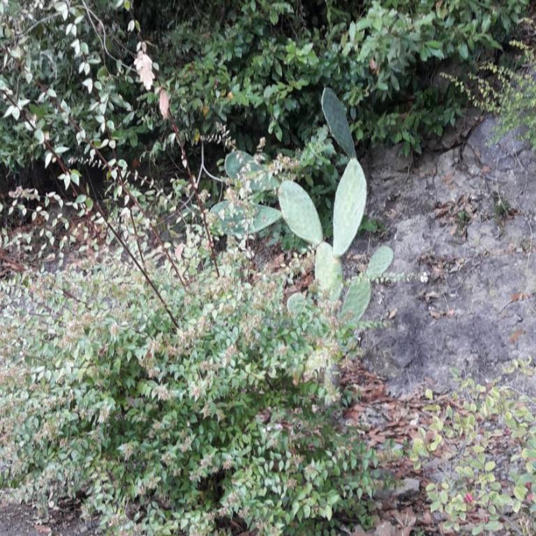 La Cerasa - vista Lago di Bracciano e giardino privato - Casa Vacanze - 65