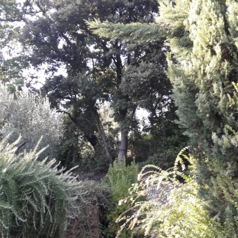 La Cerasa - vista Lago di Bracciano e giardino privato - Casa Vacanze - 70