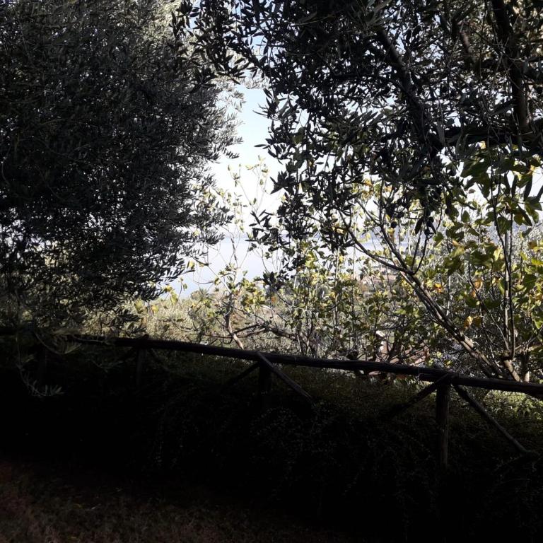 La Cerasa - vista Lago di Bracciano e giardino privato - Casa Vacanze - 73