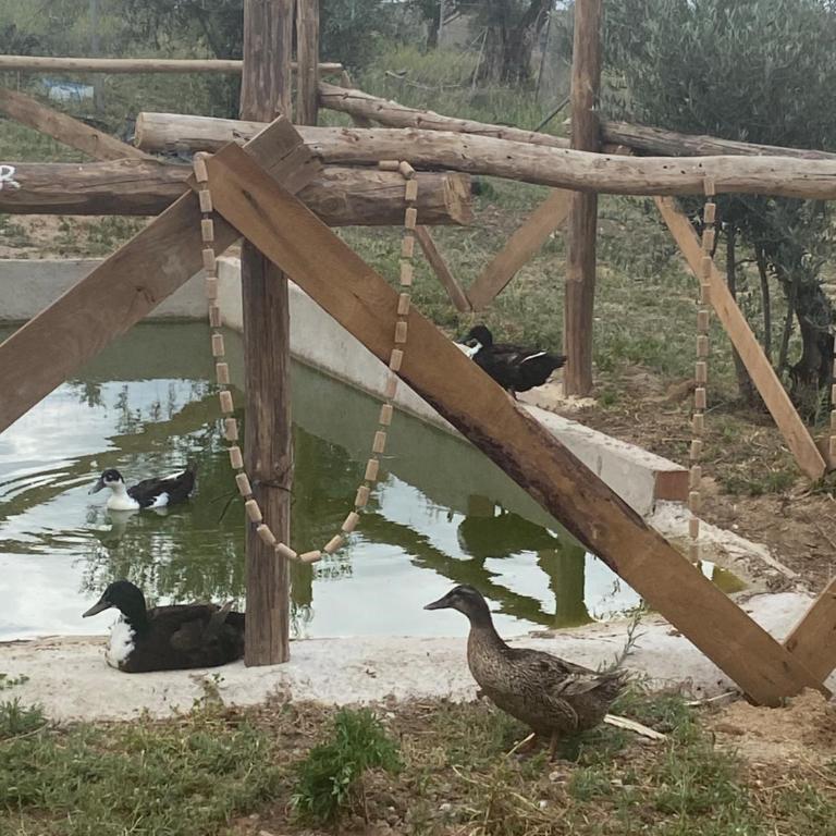 FINCA VALDELAJARA a 20 minutos de Puy du Fou - Casa de 4 dormitorios - 33