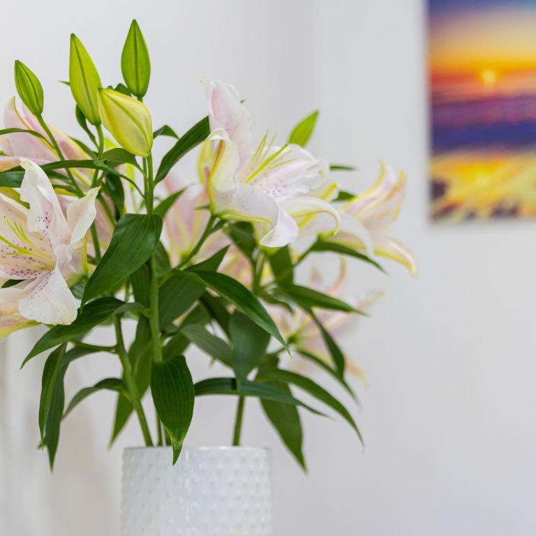 Apartments Lustica - Studio Apartment - 2