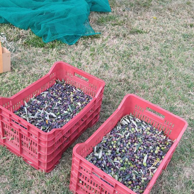 Appartamento Cristol - Appartement 1 Chambre - 48