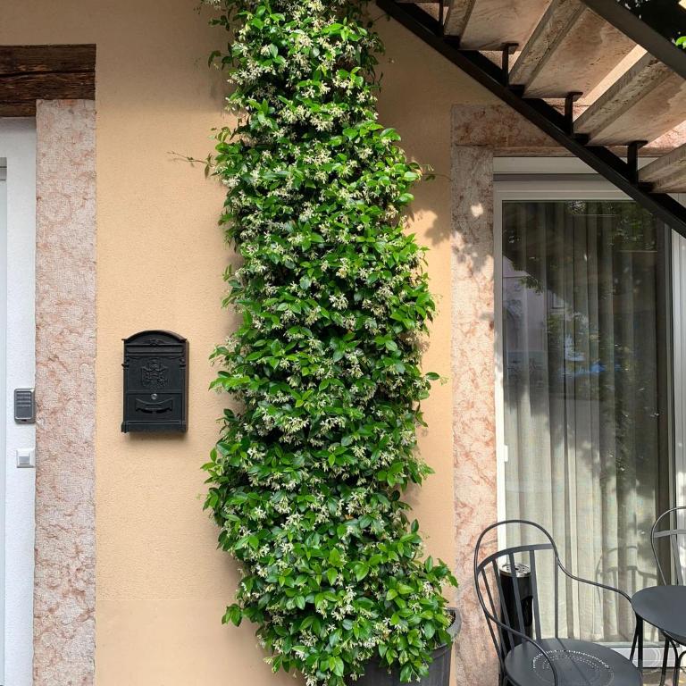 Villa Jasmine - Suite - 6