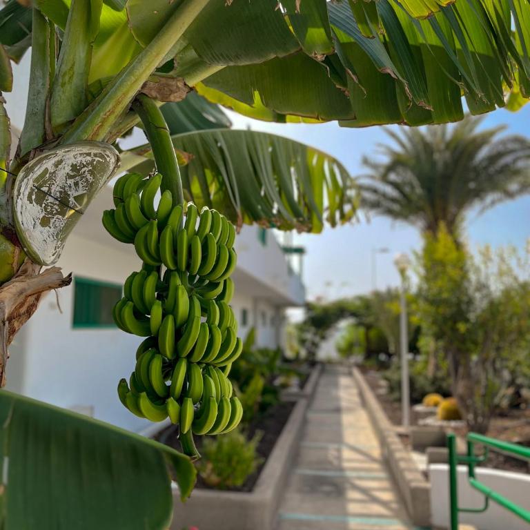 Beautiful Apartment Aguycan Beach 120 Playa del Aguila Maspalomas Gran Canaria - Apartamento de 1 dormitorio - 19