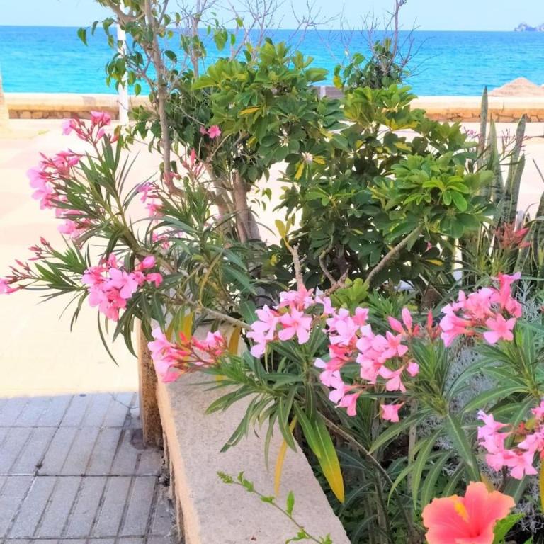 Javea Arenal Beach - Apartamento de 1 dormitorio - 25