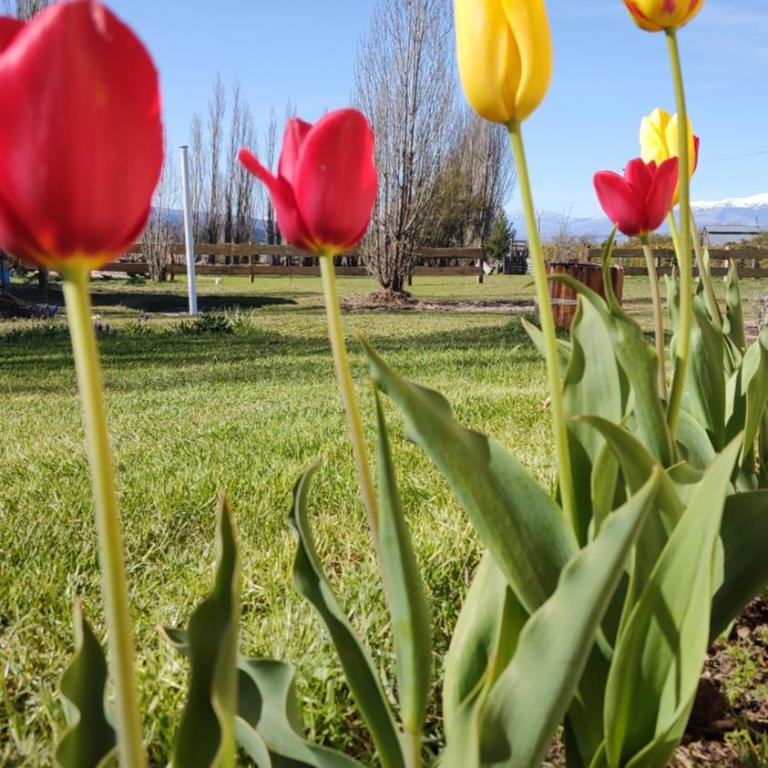 El viejo boliche - Casa de 2 dormitorios - 11