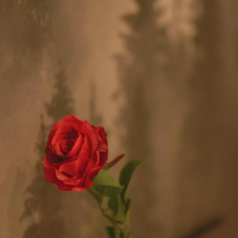 Tontic Lux Milmari - Apartman sa 1 Spavaćom Sobom - 14