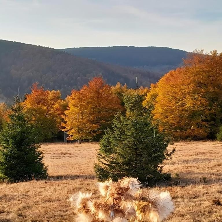 Kopaonik Heights N97 Spa and Wellnes - Apartman sa 1 Spavaćom Sobom - 31
