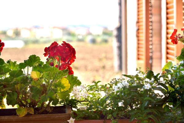 Agriturismo Bellarosa - Appartamento con 1 Camera da Letto - 18