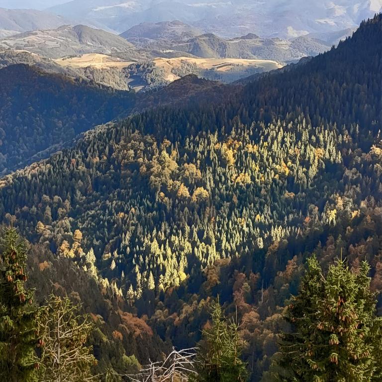 Kopaonik Heights N97 Spa and Wellnes - Apartman sa 1 Spavaćom Sobom - 41