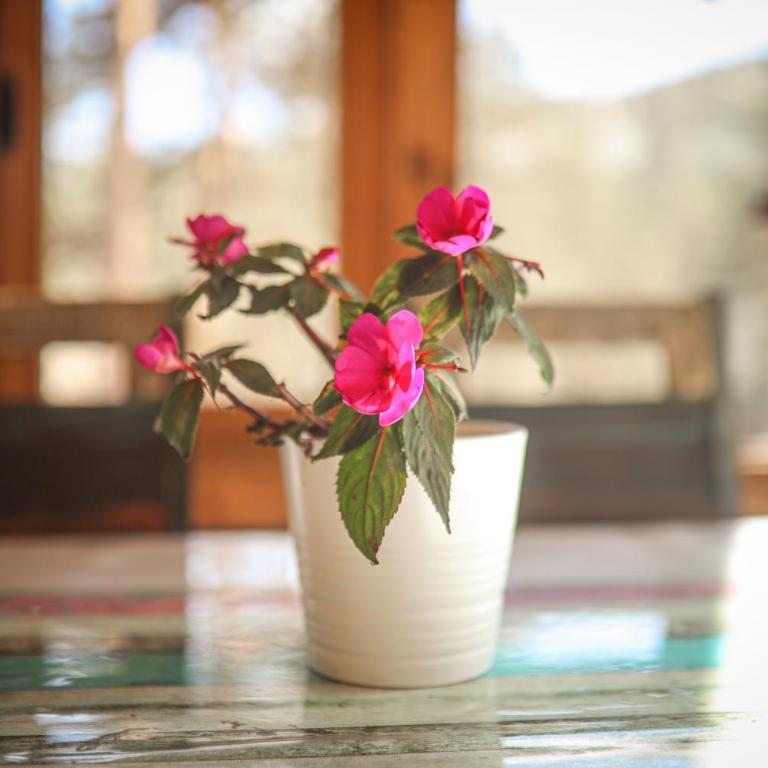 Vila POGLED Wellness i spa - Superior Apartment - 19
