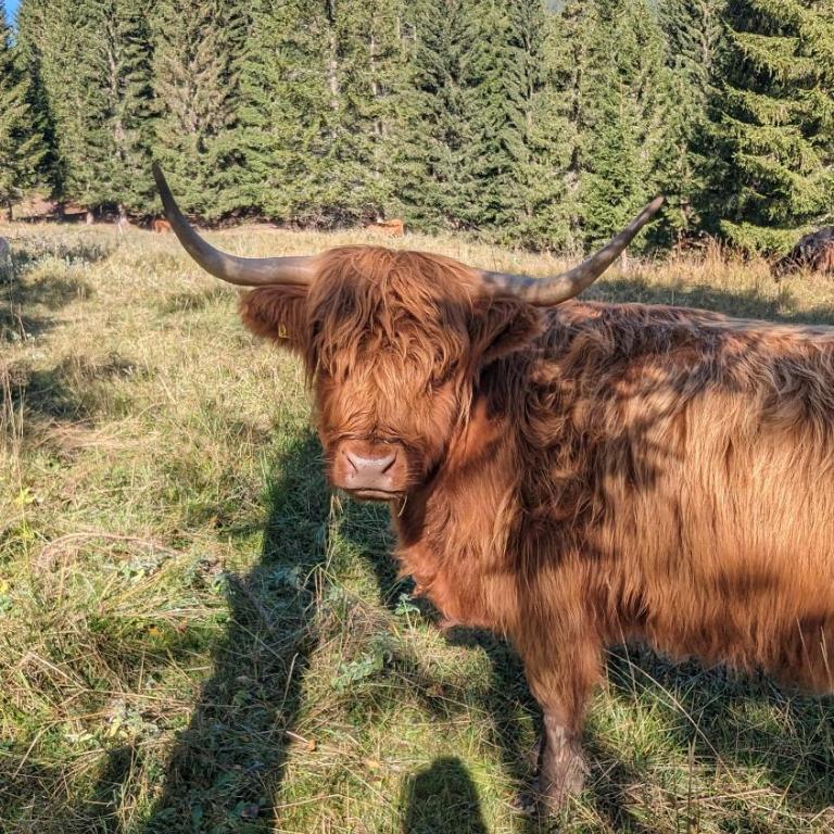 Alpenchalet im Steirischen Salzkammergut - Haus mit 2 Schlafzimmern - 84