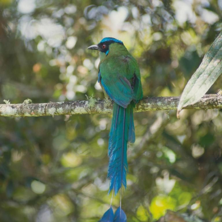 Cabaña Momotus I - One-Bedroom House - 28