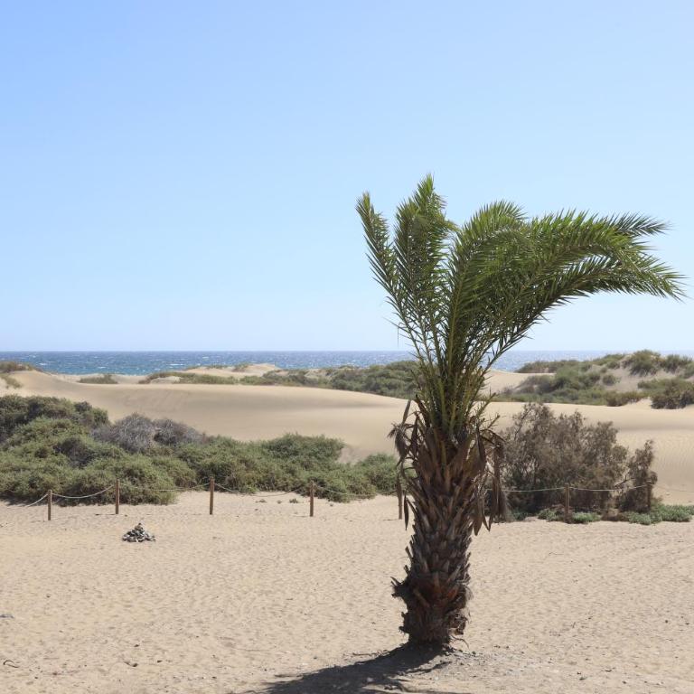 Confortevole appartamento playa del ingles - Apartamento de 1 dormitorio - 2