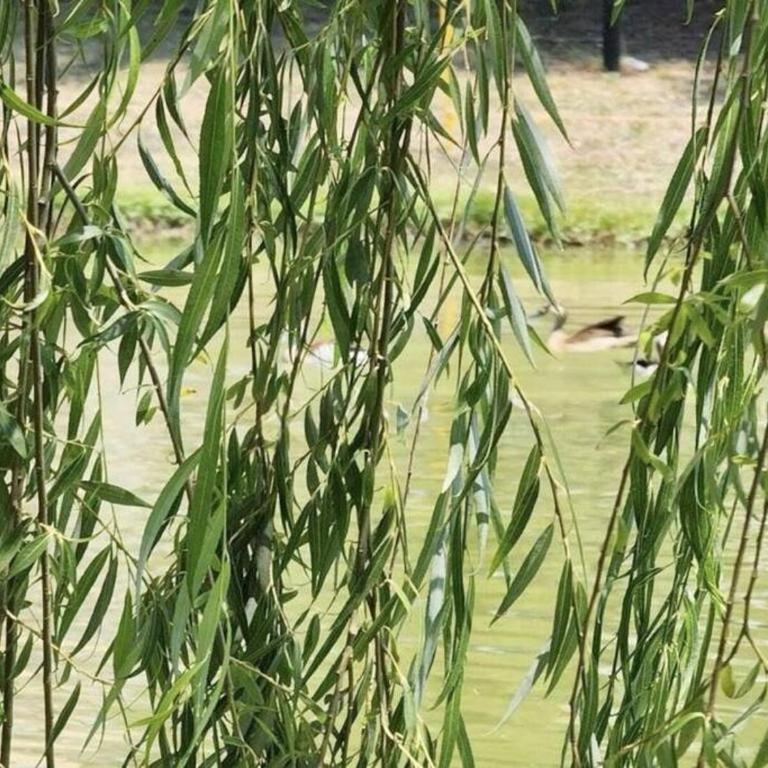 Modern Villa BR - Villa Deluxe - 21