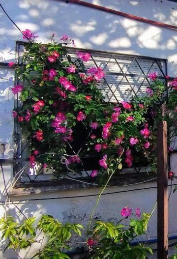 Mitorito entre el Mar y el Bosque - Casa de 2 dormitorios - 5