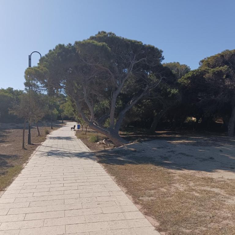 Bonito Apartamento 150 m de la playa La Mata - Apartamento de 1 dormitorio - 42