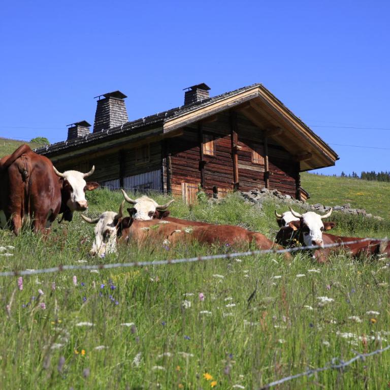 Chalet La Trafolée - Chalet - 17