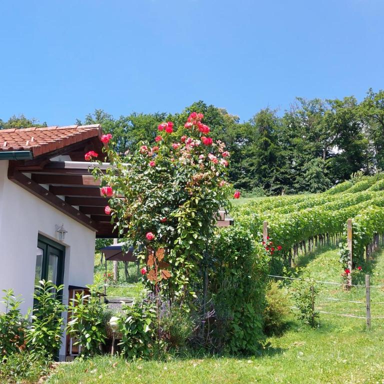 Wein & Wohnen MATZL - Ferienwohnung - Apartment mit 1 Schlafzimmer - 2