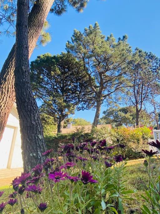 Villa la Rabolière quartier Lajarrige à La Baule - Maison 3 Chambres - 20