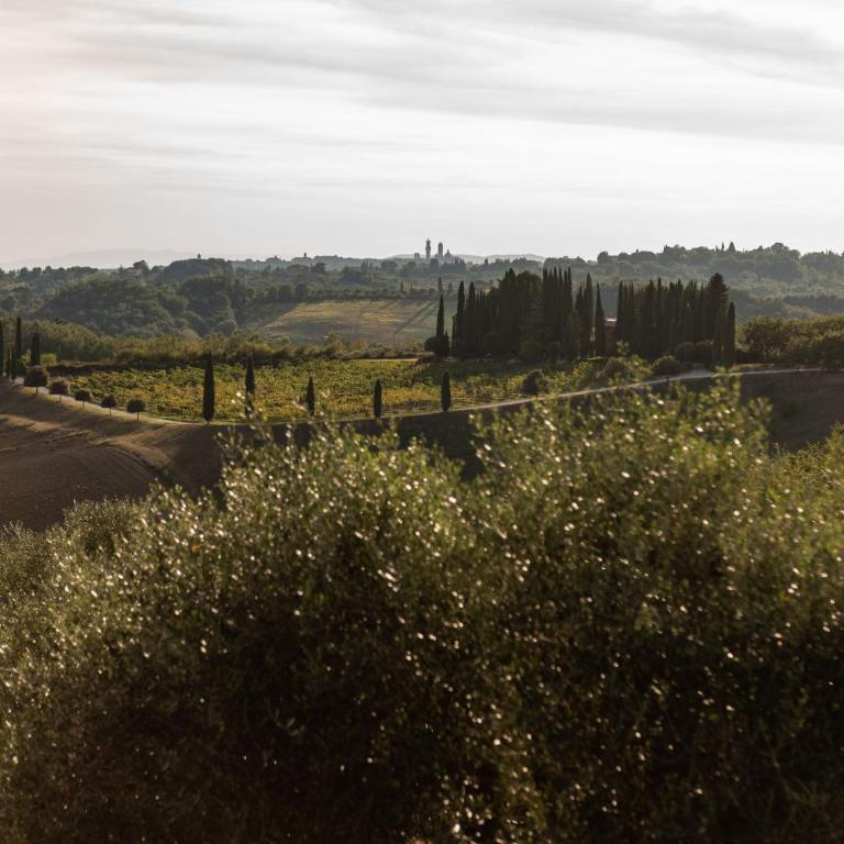 Villa Montelisi - Villa Deluxe - 68