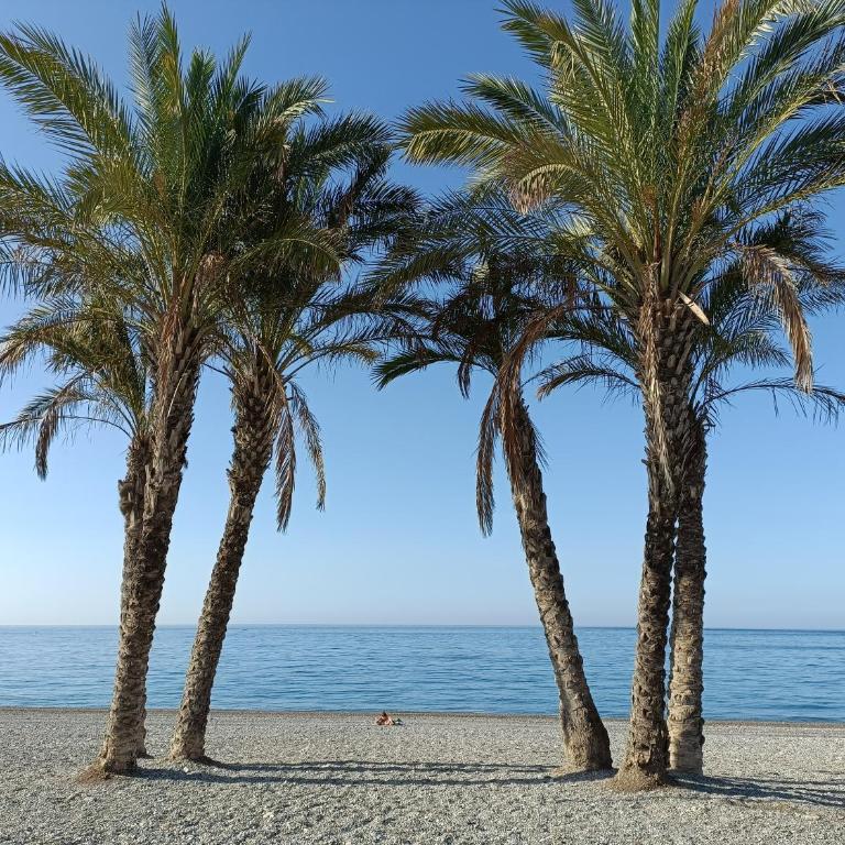 Apartamento Maravilla Tropical - La Herradura - Apartamento de 2 dormitorios - 33