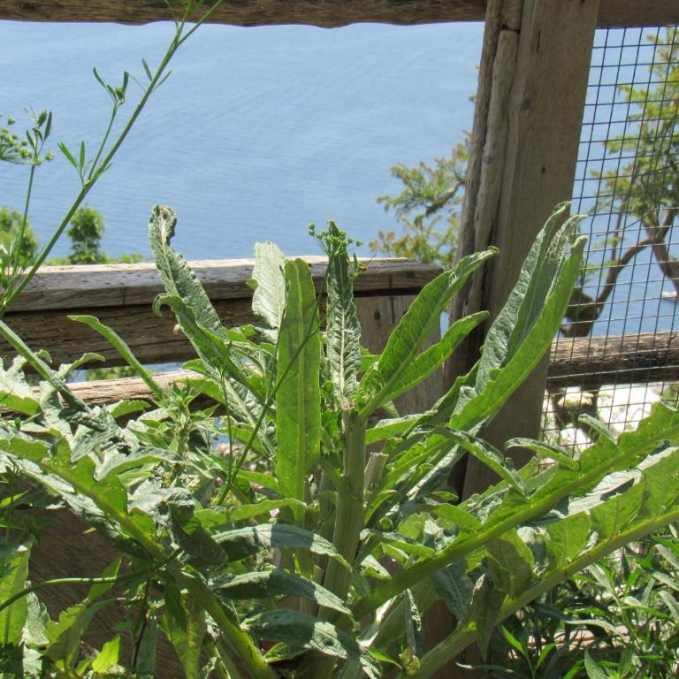 Casa Vacanze Il Libeccio - Appartamento con Vista Mare - 51