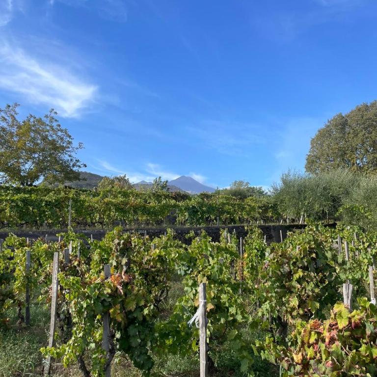 Le Dimore del Corso I Acireale - Sicily Stay, fra Catania, Taormina, il Mare e l'Etna - Casa Vacanze - 29