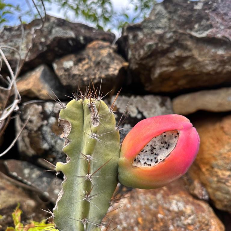 Cabaña-Finca Portal De La Ceiba - Habitación Doble con baño privado - 18