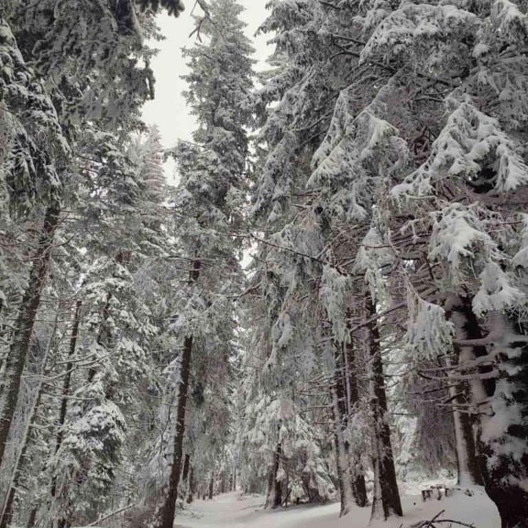 Apartman KUTIJA Kopaonik - Apartman sa 1 Spavaćom Sobom - 45