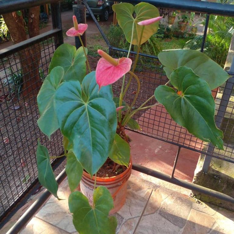 Apart Venecia - Apartment with Balcony - 15