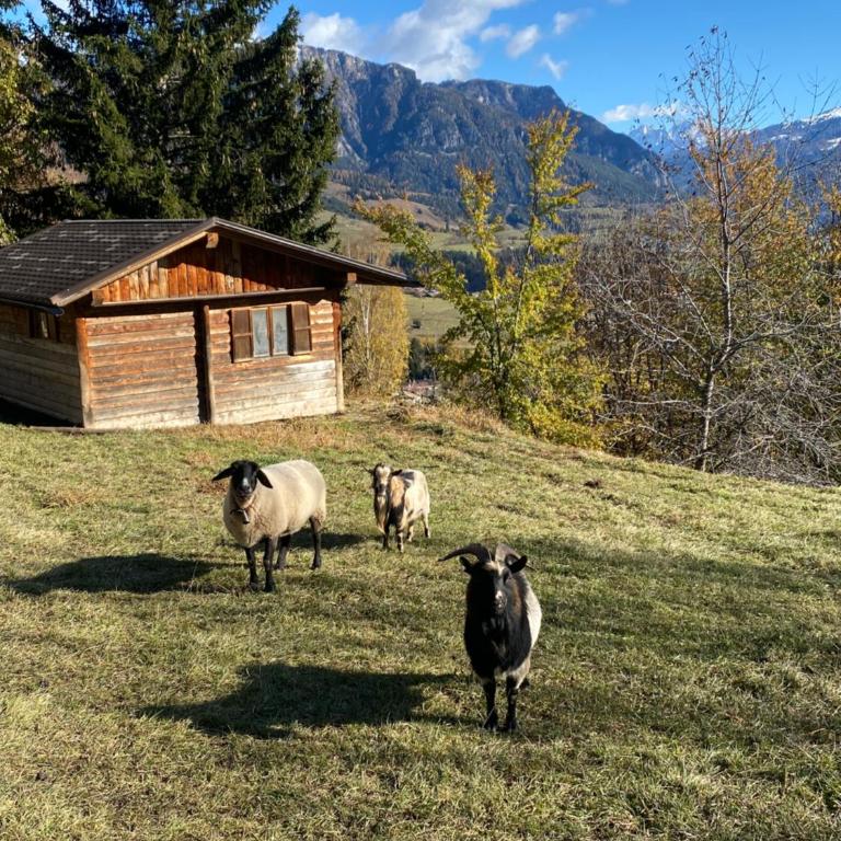 Encia's Home Dolomiti - Appartamento con 2 Camere da Letto - 15
